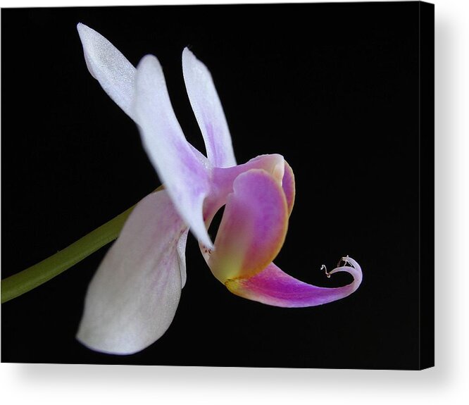 Georgia Acrylic Print featuring the photograph Pink Orchid by Juergen Roth