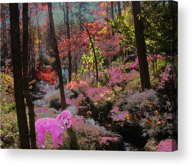 Pink Poodle Acrylic Print featuring the photograph Pink Poodle Paradise by Anne Cameron Cutri