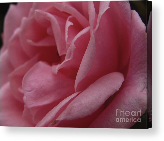 Rose Acrylic Print featuring the photograph Pink Rose Macro 4 by Kim Tran