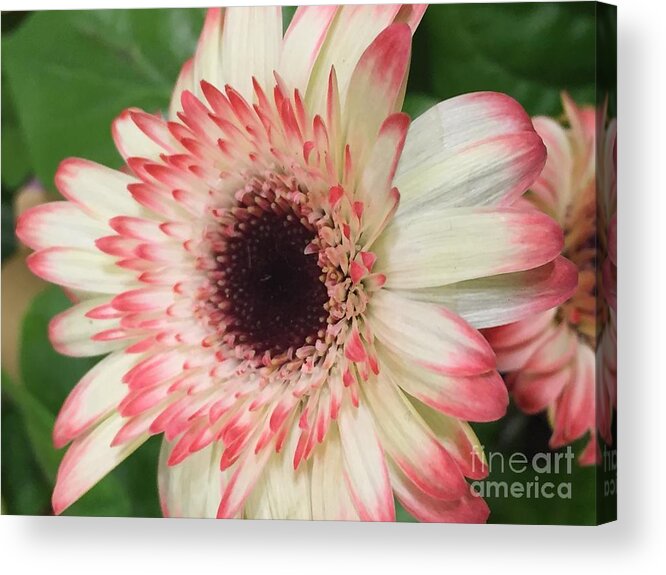 Flowers Acrylic Print featuring the photograph Pink Tips by Nona Kumah