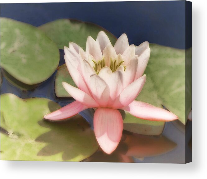Water Lily Acrylic Print featuring the photograph Pink Water Lily - photograph by Ann Powell