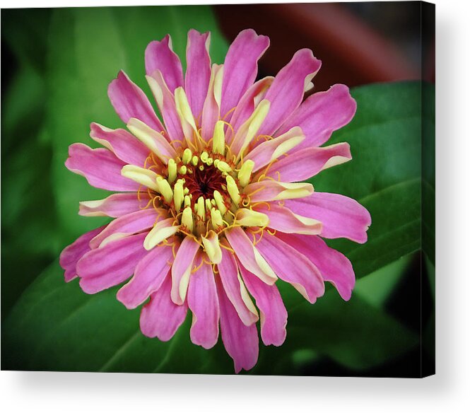 Zinnia Acrylic Print featuring the photograph Pink Zinnia by Kenneth Roberts