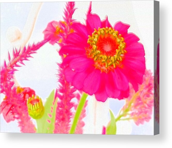 #zinnia #pops With #pink #color And #celosia In The #background Acrylic Print featuring the photograph Pink Zinnia Watercolor by Belinda Lee