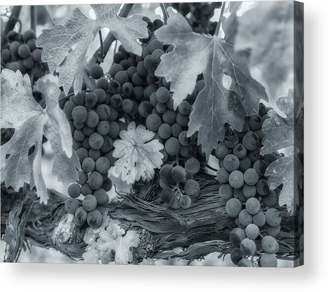 Abstract Acrylic Print featuring the photograph Pinot 2 by Jonathan Nguyen