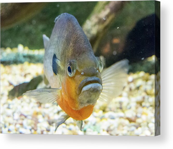 Amazon Acrylic Print featuring the photograph Piranha Behind Glass by SR Green