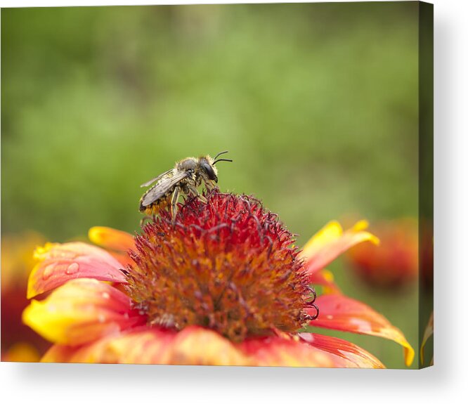 Bee Acrylic Print featuring the photograph Pollinator and Flower by Thomas Young