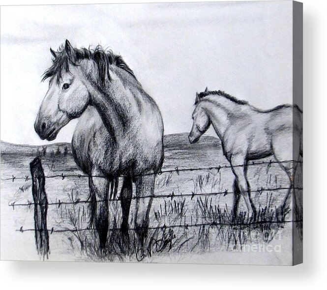 Horse Acrylic Print featuring the drawing Ponder Texas Horses by Georgia Doyle