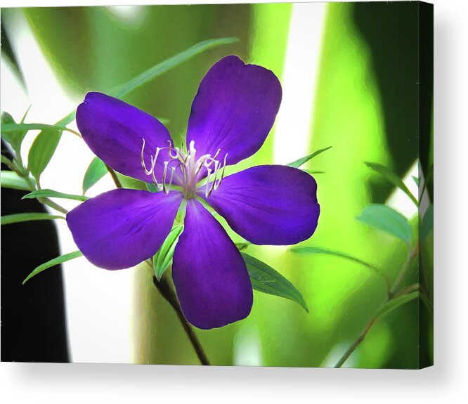 Background Acrylic Print featuring the painting Poppin Purple Flower by Penny Lisowski