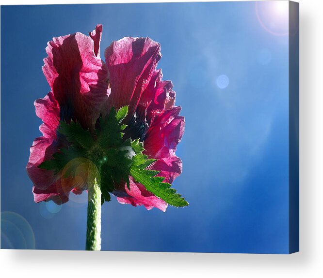 Back Side Of Flowers Acrylic Print featuring the photograph Poppy in the Sun by David T Wilkinson