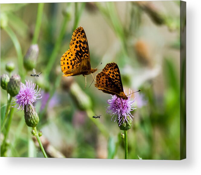 Great Spangled Fritillary Acrylic Print featuring the photograph Popular Plant by Holden The Moment