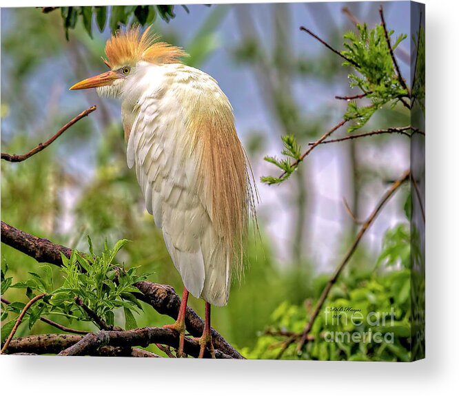 Egrets Acrylic Print featuring the photograph Portrait of a Cattle Egret by DB Hayes