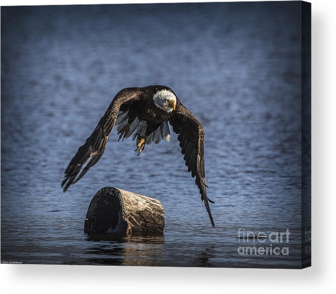On The Wing Acrylic Print featuring the photograph Power by Mitch Shindelbower