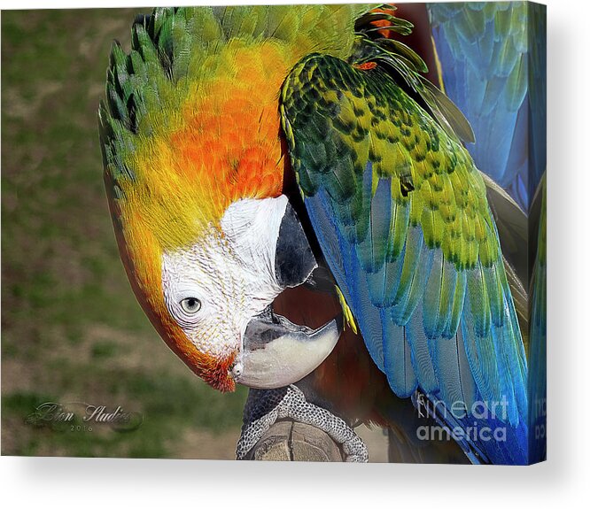 Preening Acrylic Print featuring the photograph Preening Macaw by Melissa Messick