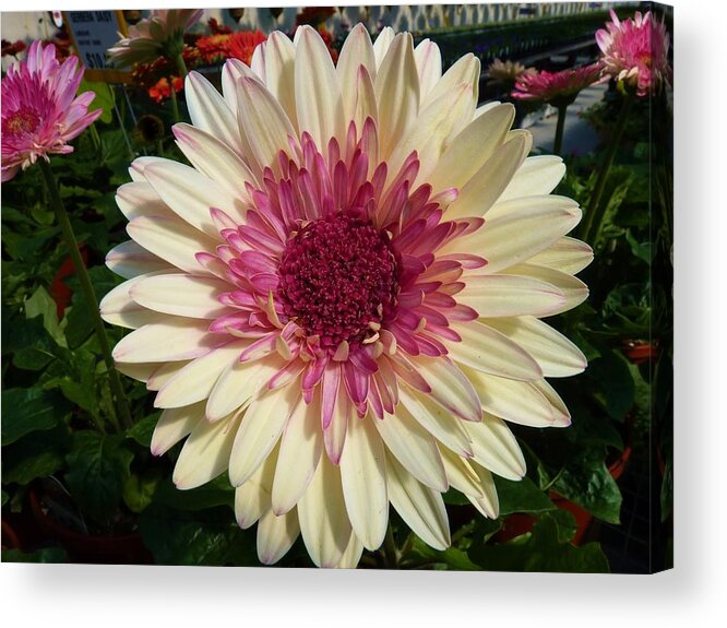 Flower Acrylic Print featuring the photograph Pretty Girl by Jeanette Oberholtzer