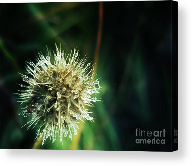 Prickly Acrylic Print featuring the photograph Prickly by Maria Urso