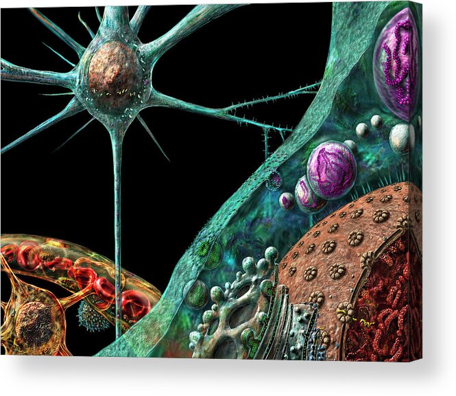 Anatomical Acrylic Print featuring the digital art Prions by Russell Kightley