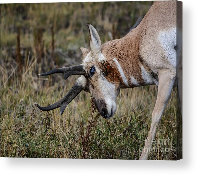 Pronghorn Acrylic Print featuring the photograph Pronghorn No.2 by John Greco