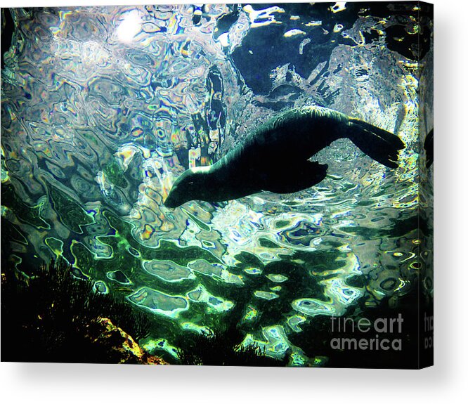 Sea Of Cortez Acrylic Print featuring the photograph Psychedelic Sea Lion by Becqi Sherman