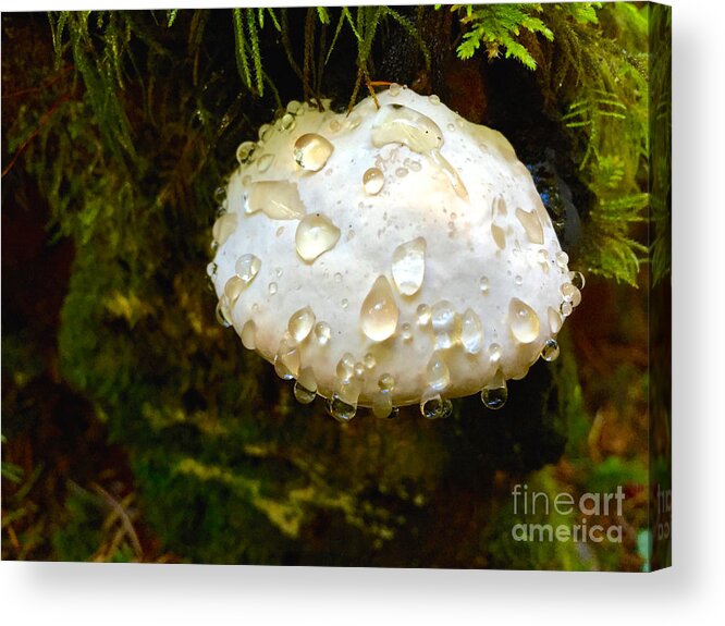 Photography Acrylic Print featuring the photograph Puff Ball by Sean Griffin