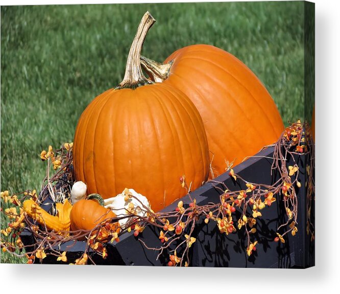 Pumpkins Acrylic Print featuring the photograph Pumpkin and Bittersweet by Janice Drew
