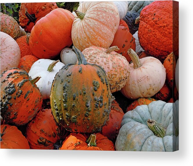 Squash Acrylic Print featuring the photograph Pumpkin Medley by Debbie Oppermann