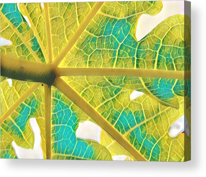 #flowersofaloha #papaya #leaf #puna #turquoise Acrylic Print featuring the photograph Puna Papaya Leaf by Joalene Young