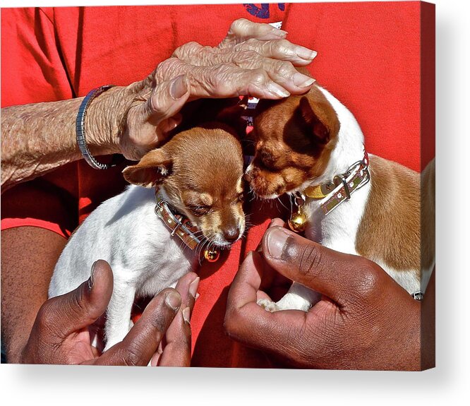 Dogs Acrylic Print featuring the photograph Puppy Love by Diana Hatcher