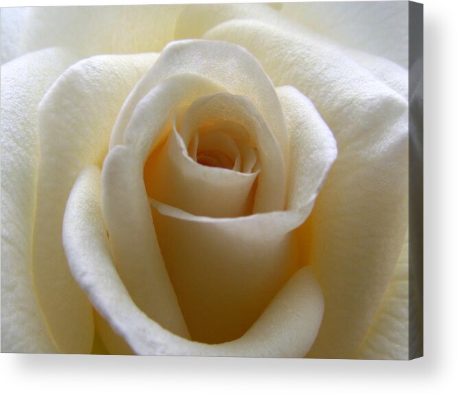 Rose Acrylic Print featuring the photograph Purity by Amy Fose