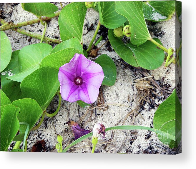 Purple Acrylic Print featuring the photograph Purple Beach Flower by Leara Nicole Morris-Clark