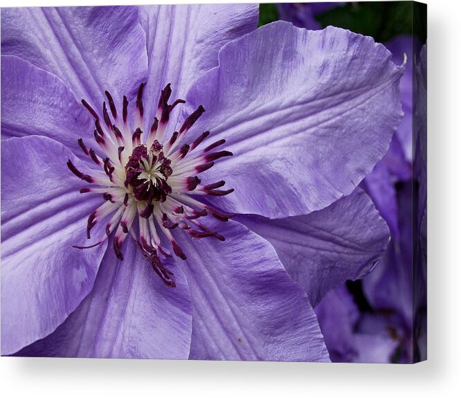 Flowers Acrylic Print featuring the photograph Purple Clematis Blossom by Louis Dallara