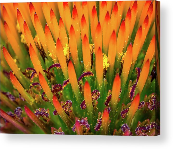 Flower Acrylic Print featuring the photograph Purple Cone Flower Closeup by Brad Boland