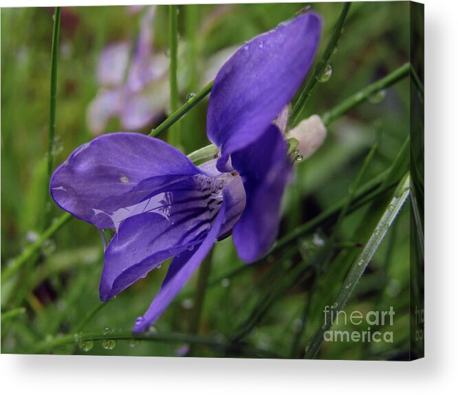 Wild Flowers Acrylic Print featuring the photograph Purple Flower 2 by Kim Tran