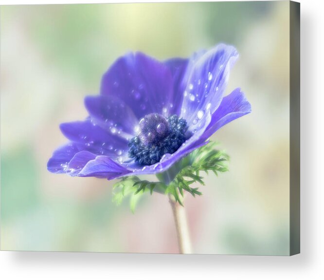 Anemone Acrylic Print featuring the photograph Purple is the pantone color for 2018. by Usha Peddamatham