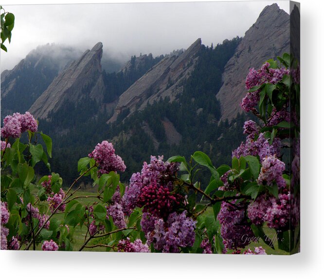 Landscapes Flatirons Lilacs Flowers Spring Misty Rain Boulder Colorado Acrylic Print featuring the photograph Purple lilacs Flatirons by George Tuffy