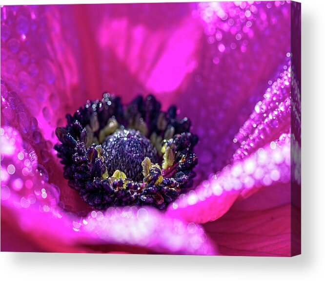 Flower Acrylic Print featuring the photograph Purple Poppy Flower by Brad Boland