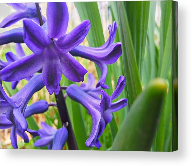 Purple Acrylic Print featuring the photograph Purple Spring by Robert Knight