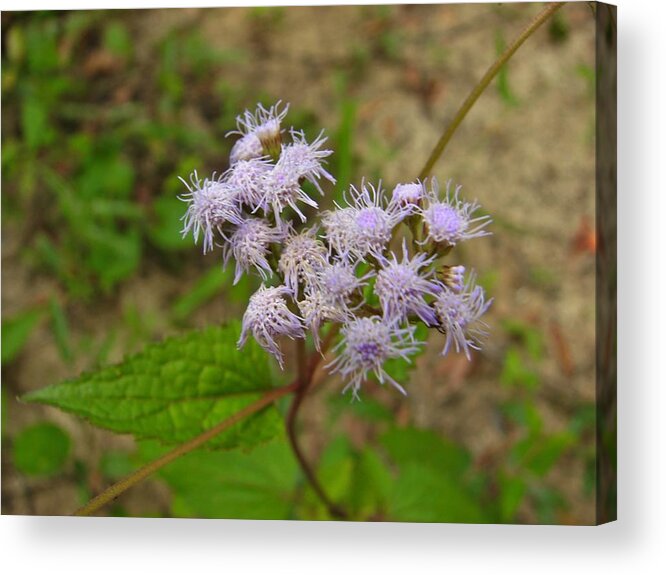 Botany Acrylic Print featuring the photograph Purple wildflower by Carl Moore