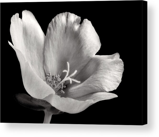 Bloom Acrylic Print featuring the photograph Purslane in Monochrome by David and Carol Kelly