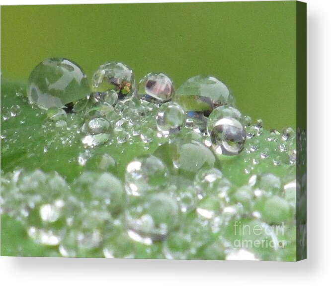 Raindrops Acrylic Print featuring the photograph Morning Drops by Kim Tran