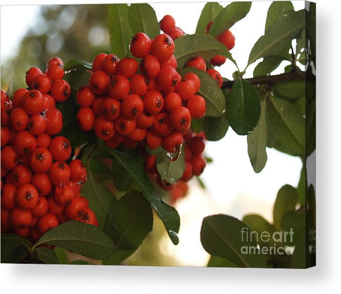 Pyracantha Acrylic Print featuring the photograph Pyracantha Berries in December by Anna Lisa Yoder