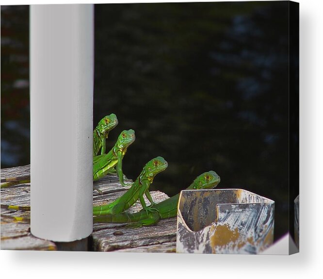 Reptile Acrylic Print featuring the photograph Quad Iguana Squad by Carl Moore