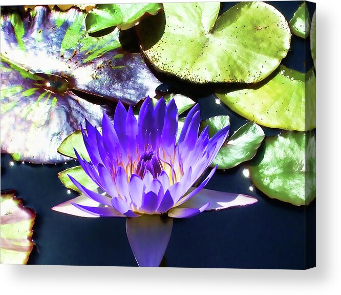 Lily Acrylic Print featuring the digital art Queen on the Lake by Mariola Bitner