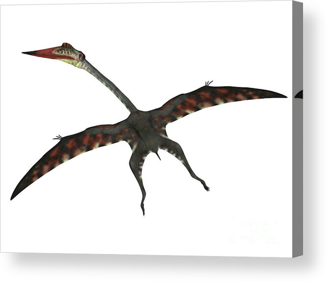 Quetzalcoatlus Acrylic Print featuring the digital art Quetzalcoatlus Flying Reptile by Corey Ford