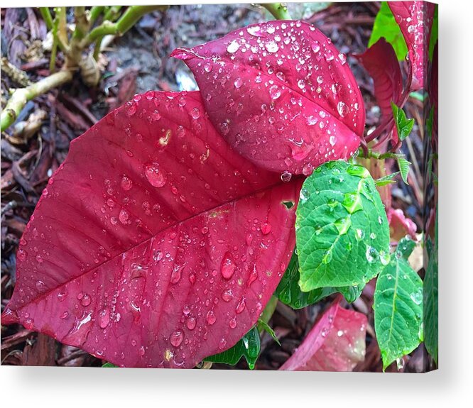 Rain Drops Acrylic Print featuring the photograph Rain Drops by Carlos Avila