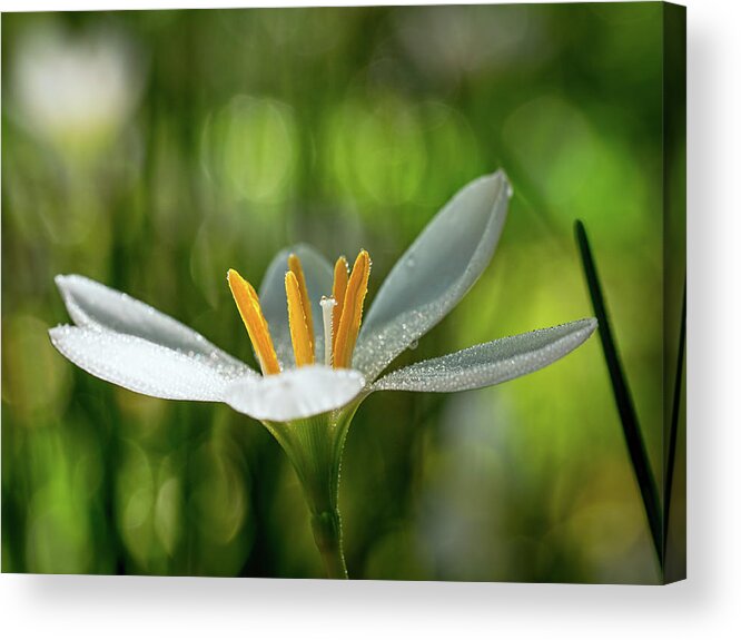 Flower Acrylic Print featuring the photograph Rain Lily Covered in Droplets by Brad Boland