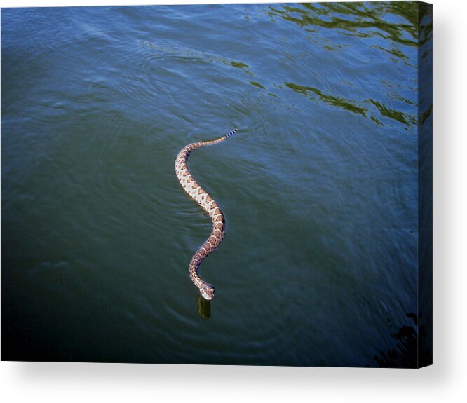 Snake Photography Acrylic Print featuring the photograph Rattle on the water by Evelyn Patrick