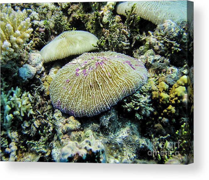 Coral Acrylic Print featuring the photograph Razor Coral in Kwajalein by Dan Norton