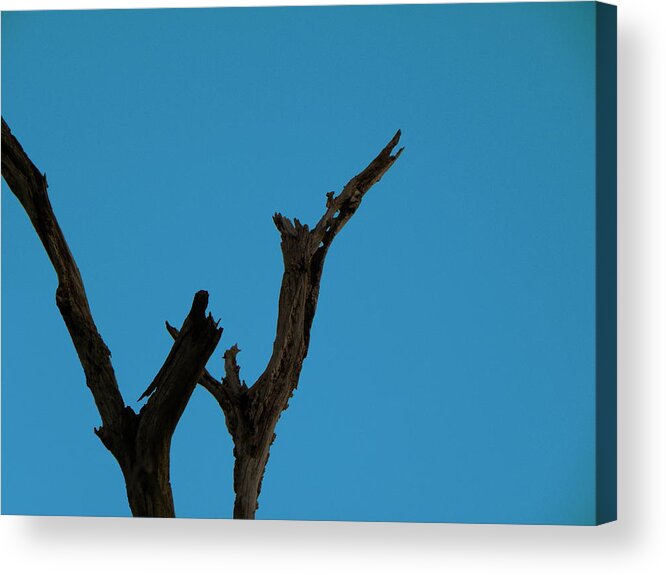 Circle B Bar Reserve Acrylic Print featuring the photograph Reaching for the sky by Christopher Mercer