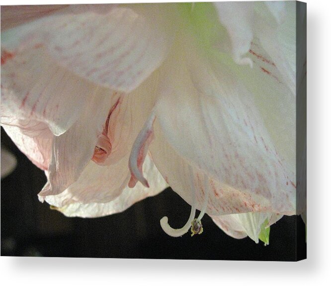 Flower Acrylic Print featuring the photograph Rebirth by Belinda Consten