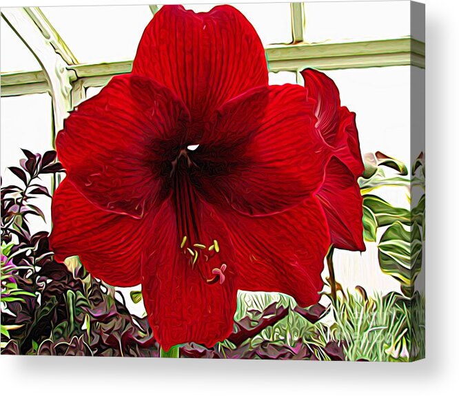 Red Amaryllis Flower Expressionist Effect Acrylic Print featuring the photograph Red Amaryllis Flower Expressionist Effect by Rose Santuci-Sofranko